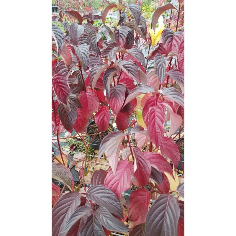 Cornus alba 'Sibirica' / Cornouiller blanc de Sibérie à bois rouge / Conteneur de 3 à 4 litres