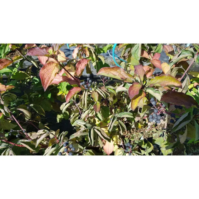 Cornus sanguinea / Cornouiller sanguin / Conteneur de 7 à 10 litres