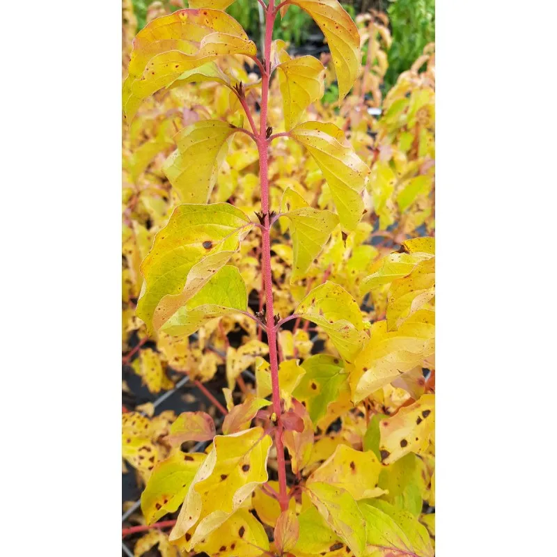 Cornus sanguinea 'Midwinter Fire' / Cornouiller sanguin à bois orange / Conteneur de 3 à 4 litres