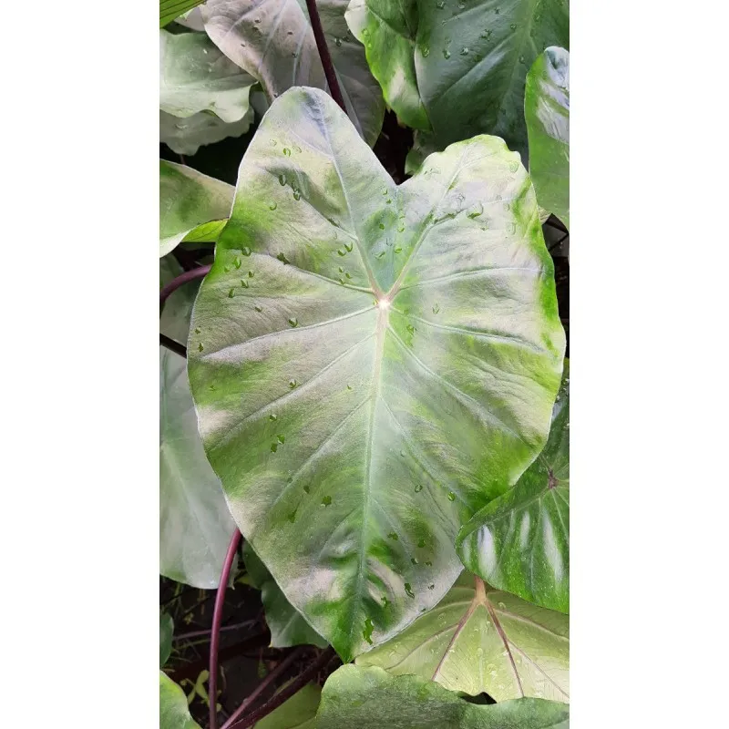Colocasia esculenta 'Black Magic' / Oreille d'éléphant noire violacée / Contenur de 2 à 2.9 litres
