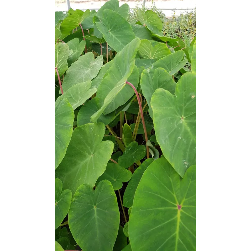Colocasia esculenta 'Pink China' / Oreille d'éléphant à tige rose / Conteneur de 2 à 2.9 litres