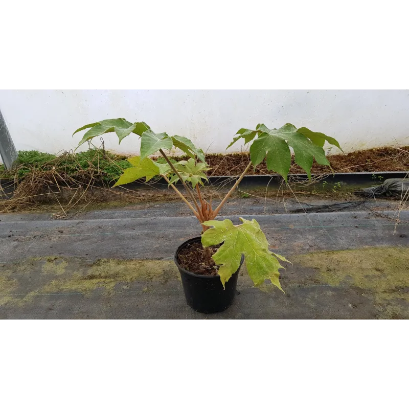 Tetrapanax papyrifera 'Rex' / Plante à papier de riz / Conteneur de 2 à 2.9 litres