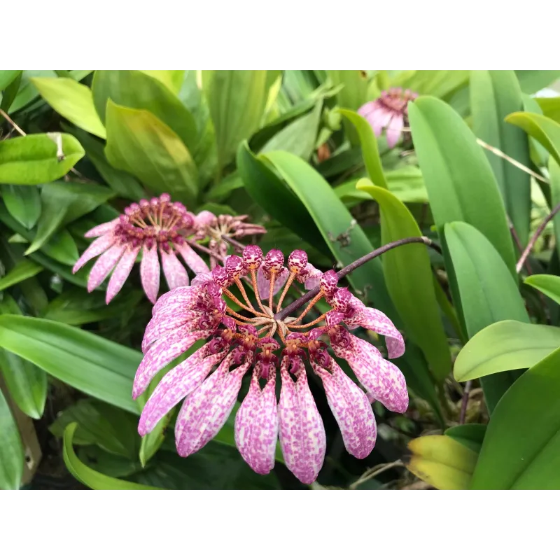 Bulbophyllum eberhardtii / Conteneur de 1 à 1.9 litres / Orchidée