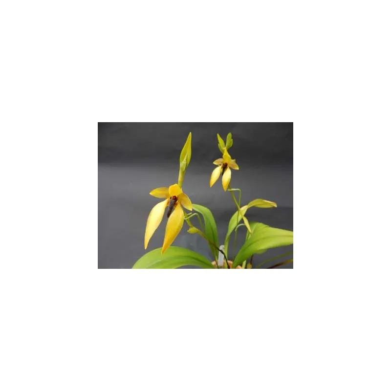 Bulbophyllum orthoglossum / Conteneur de 1 à 1.9 litres / Orchidée