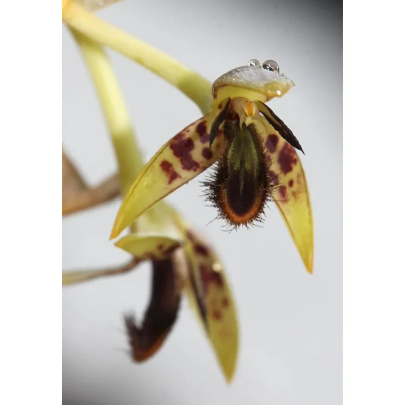 Bulbophyllum schinzianum / Coupe de 16 cm / Orchidée