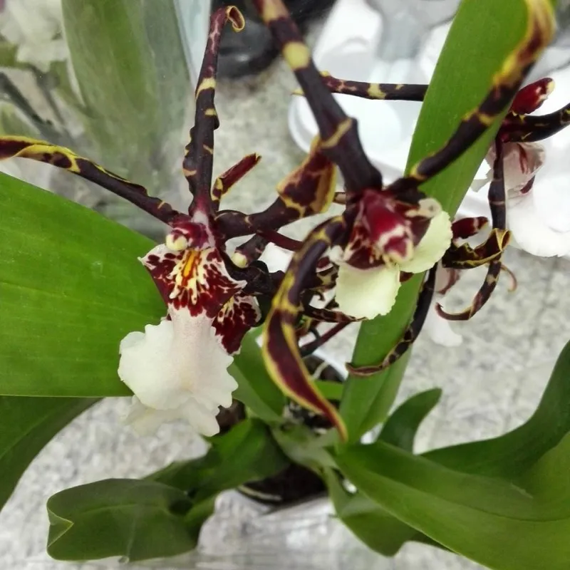Brassidium 'Kenneth Bivin' / Conteneur de 1 à 1.9 litres / Orchidée