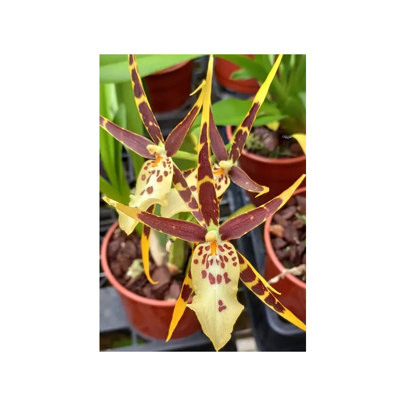 Miltassia 'Top Shelob' / Conteneur de 1 à 1.9 litres / Orchidée