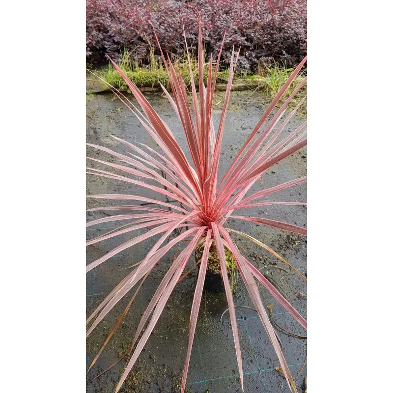 Cordyline australis 'Charly boy' / Cordyline australe 'Charly boy' / Conteneur de 1 à 1.9 litres