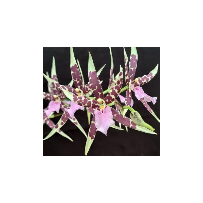 Miltassia 'Petit Pierre' / Conteneur de 1 à 1.9 litres / Orchidée