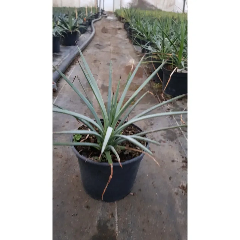 Agave striata subsp. 'Falcata Blue' / Conteneur de 2 à 2.9 litres