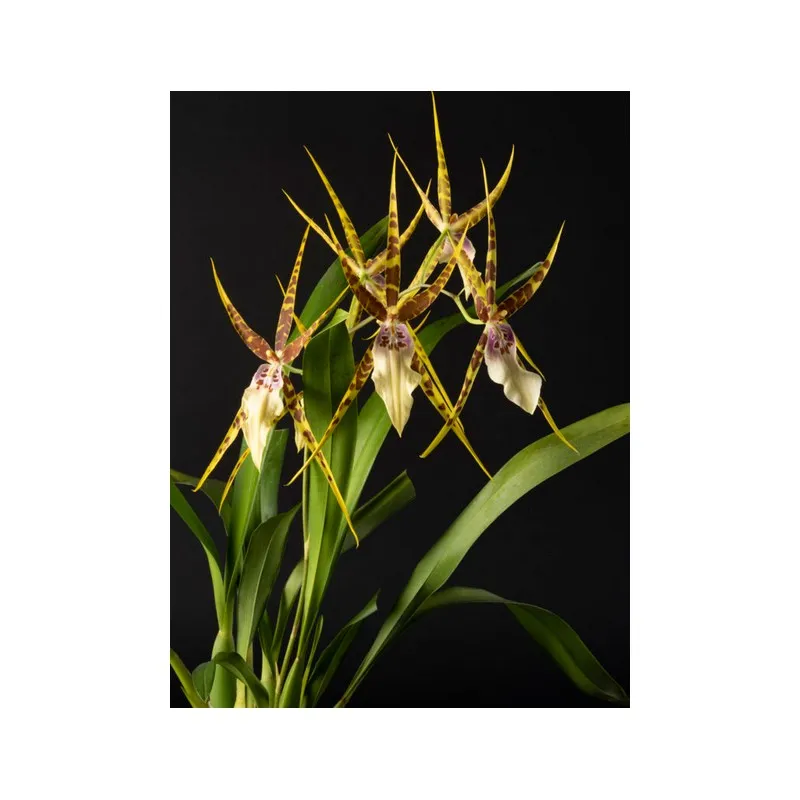 Miltassia goodale moir / Conteneur de 1 à 1.9 litres / Orchidée