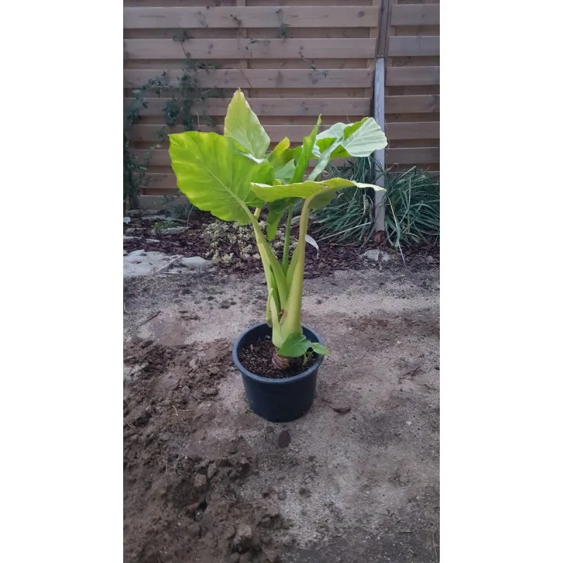Alocasia macrorrhiza / Oreille d'Elephant / Conteneur de 15 à 30 litres / Plante d'intérieur et d'extérieur