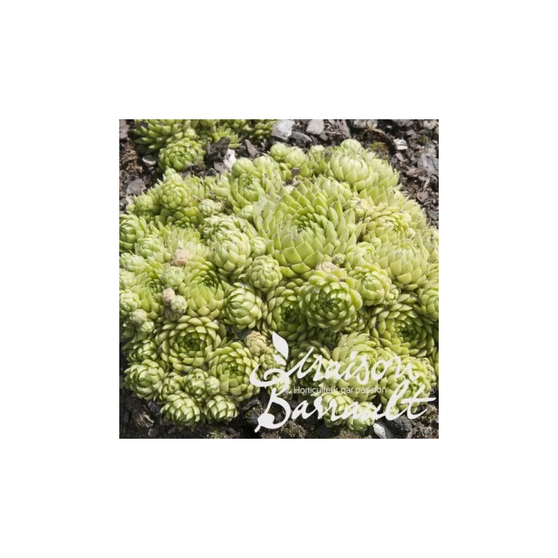 Sempervivum x allionii / Joubarbe à rosette vert jaunâtre / Godet