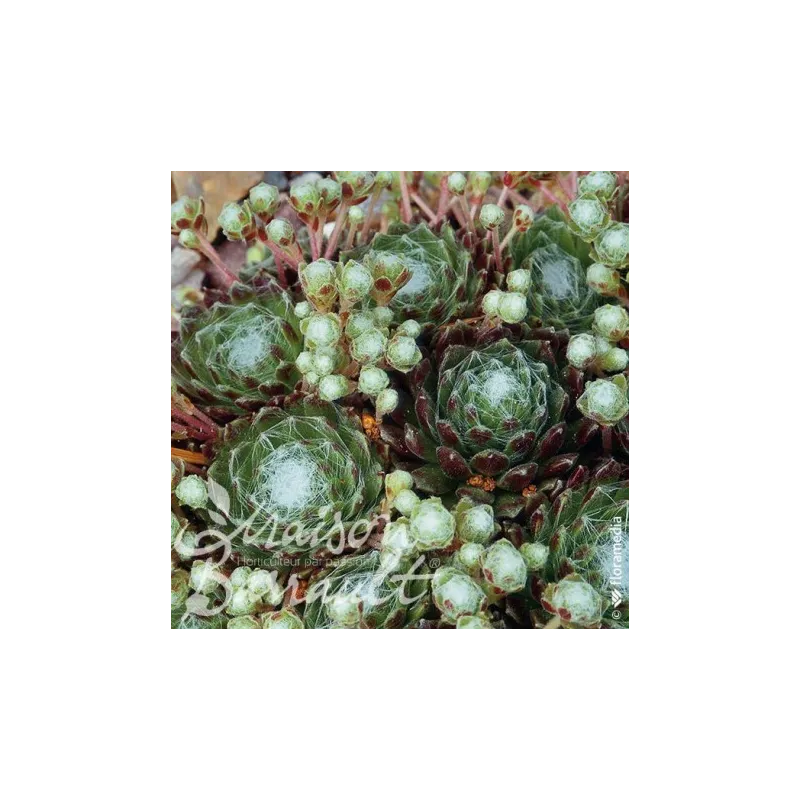 Sempervivum x arachnoideum / Joubarbe arachnoideum / Godet