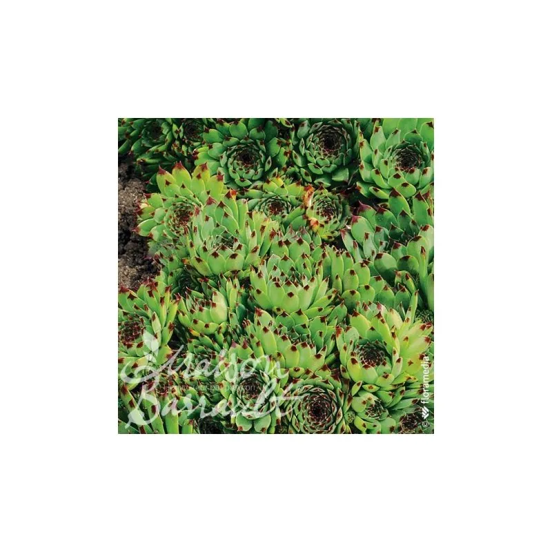 Sempervivum x calcareum / Joubarbe / Godet