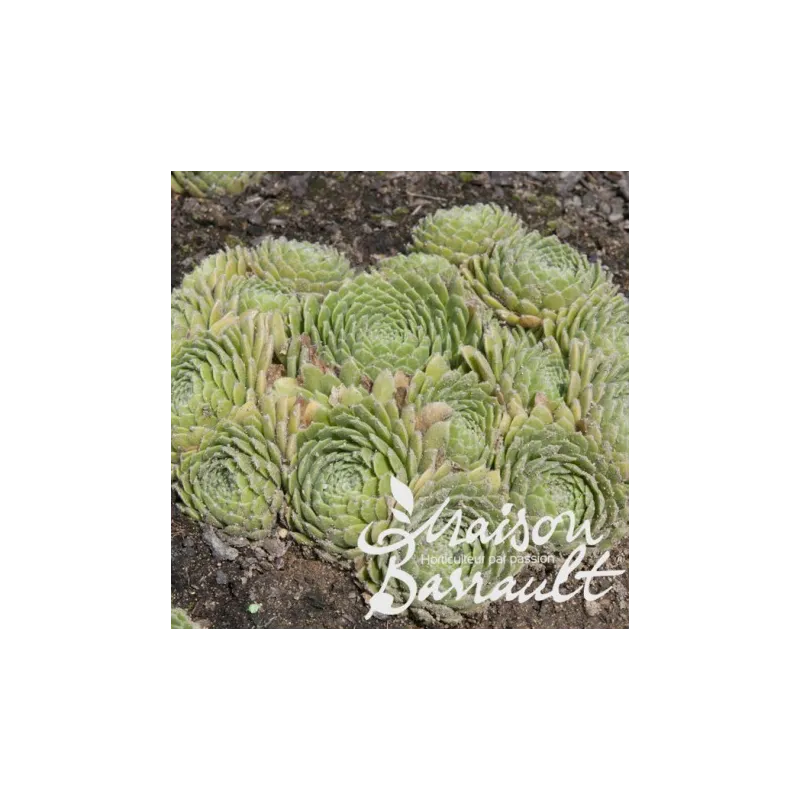Sempervivum x liparii / Joubarbe / Godet