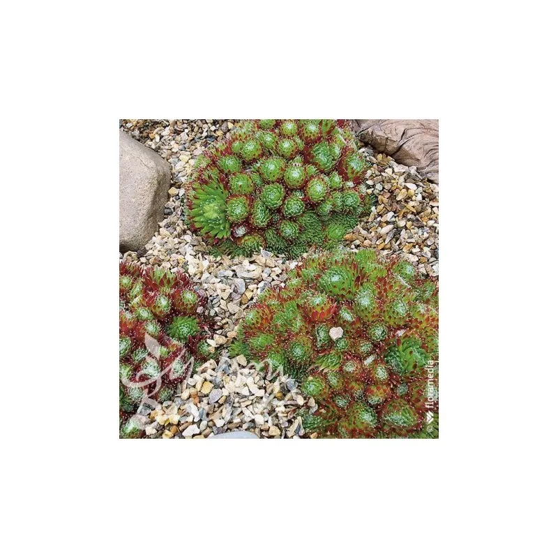 Sempervivum x montanum / Joubarbe fleur rose violet / Godet