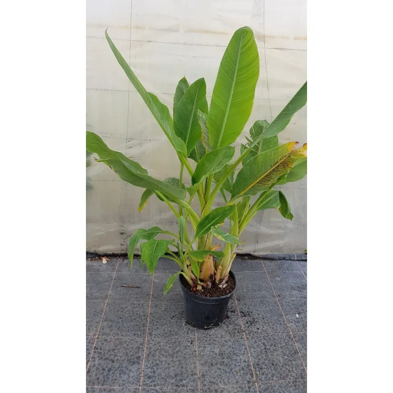 Musella lasiocarpa / Lotus d'or / Bananier nain / Conteneur de 10 à 15 litres