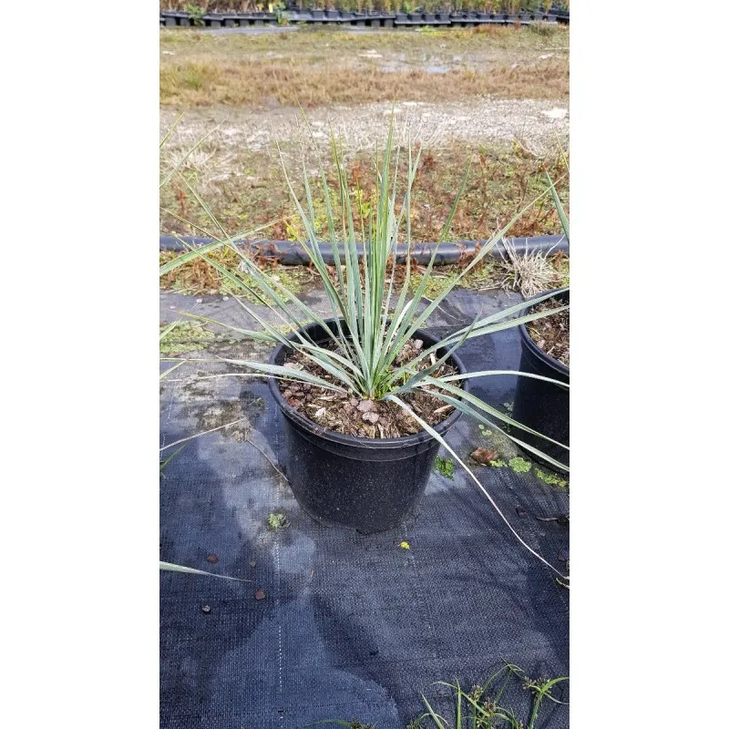 Yucca rostrata / Conteneur de 2 à 2.9 litres