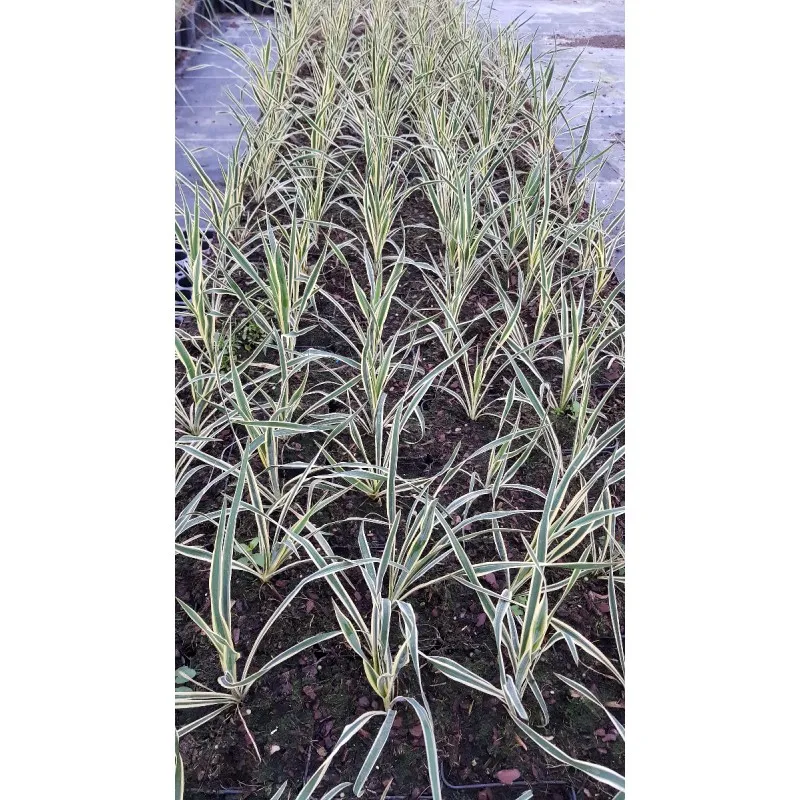 Yucca filamentosa 'Bright Edge' / Yucca filamenteux Panaché / Conteneur de 1 à 1.9 litres