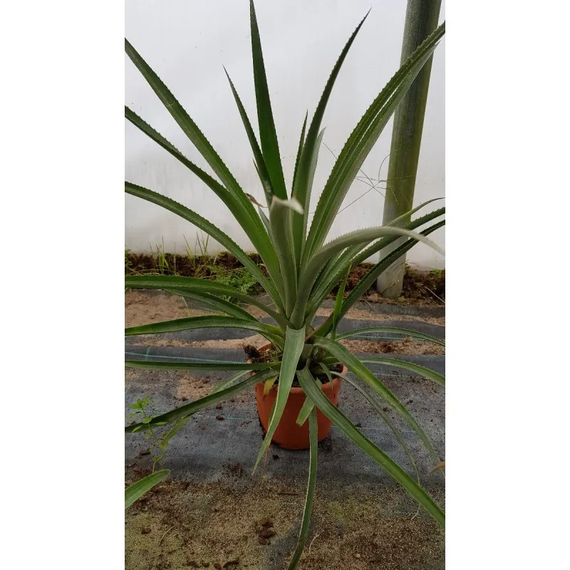 Ananas comosus 'Victoria' / Ananas Victoria rustique / Conteneur de 1 à 1.9 litres / Orchidée