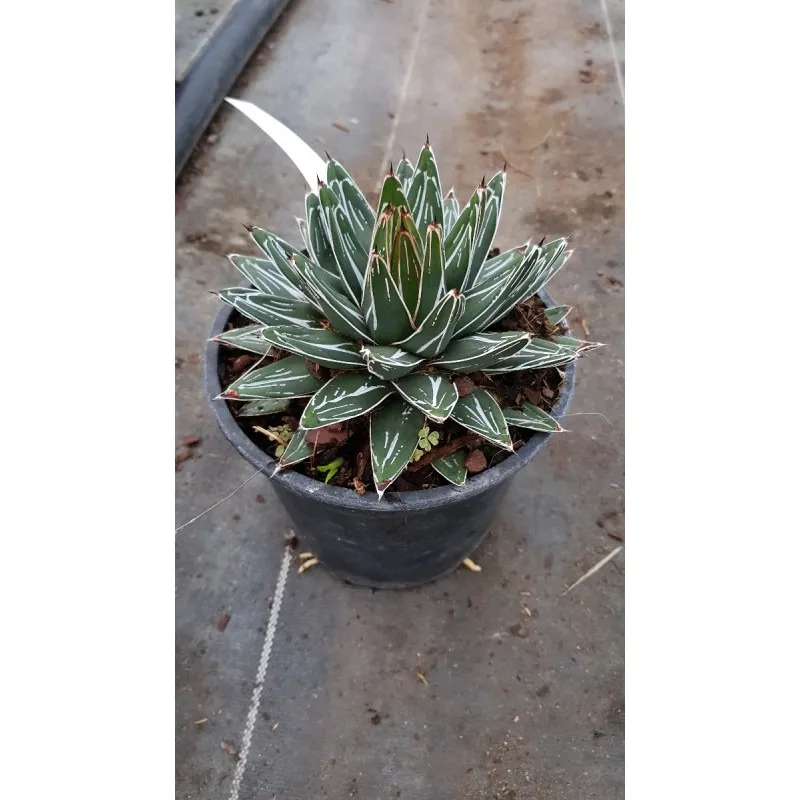 Agave victoriae-reginae 'Swobodae' / Agave de la reine Victoria compacte à feuilles étroites / Conteneur de 2 à 2.9 litres