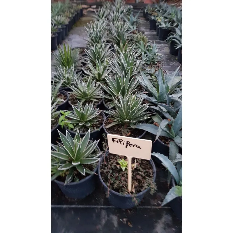 Agave filifera / Conteneur de 2 à 2.9 litres