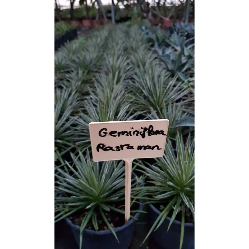 Agave geminiflora 'Rastaman' / Agave à fleurs géminées / Conteneur de 2 à 2.9 litres