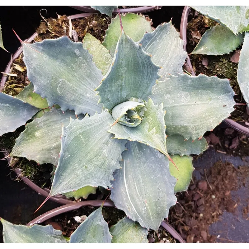 Agave potatorum 'Cameron' / Conteneur de 2 à 2.9 litres