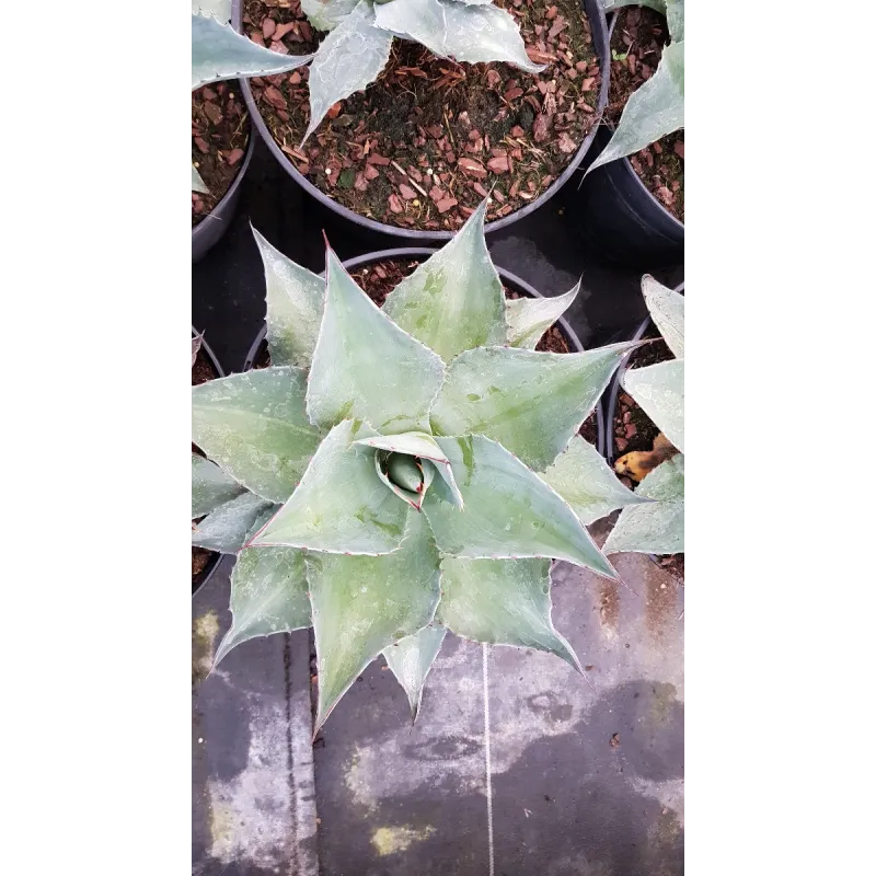 Agave ovatifolia / Conteneur de 2 à 2.9 litres