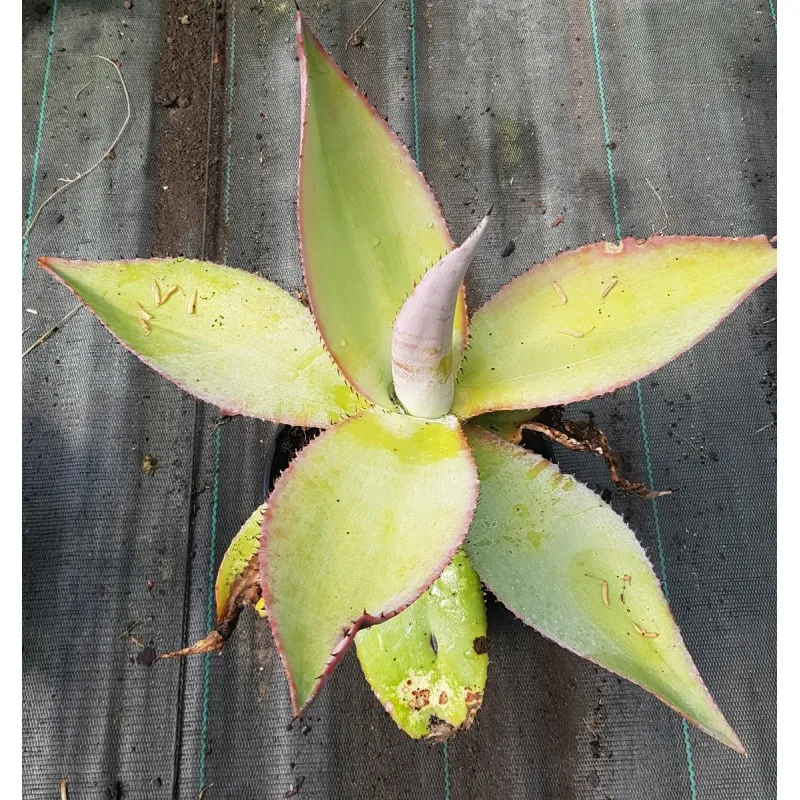 Agave guiengola / Conteneur de 2 à 2.9 litres