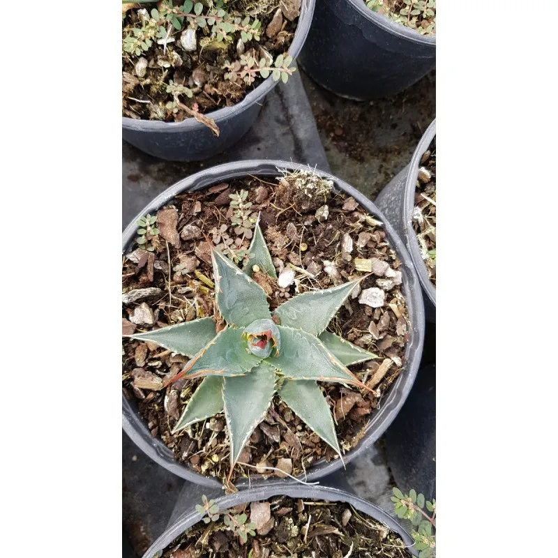 Agave utahensis Var.Kaibabensis / Conteneur de 2 à 2.9 litres