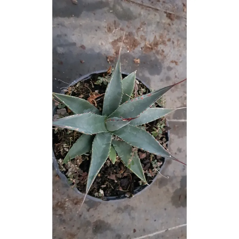 Agave utahensis Var.Nevadensis / Conteneur de 2 à 2.5 litres