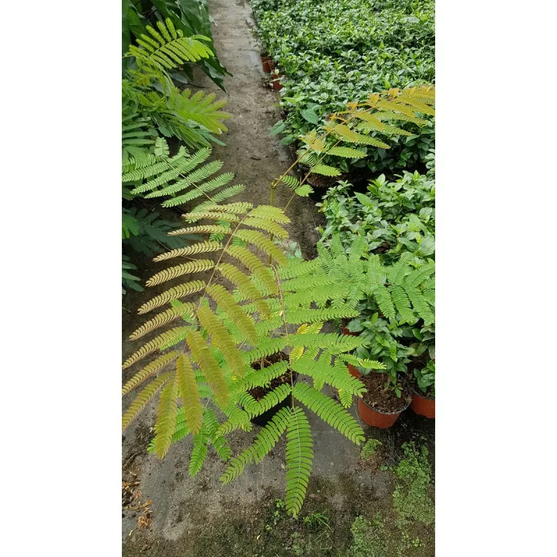 Albizia julibrissin Var. Controis-en-Sologne / Arbre à soie à fleurs rose / Conteneur de 2 à 2.9 litres