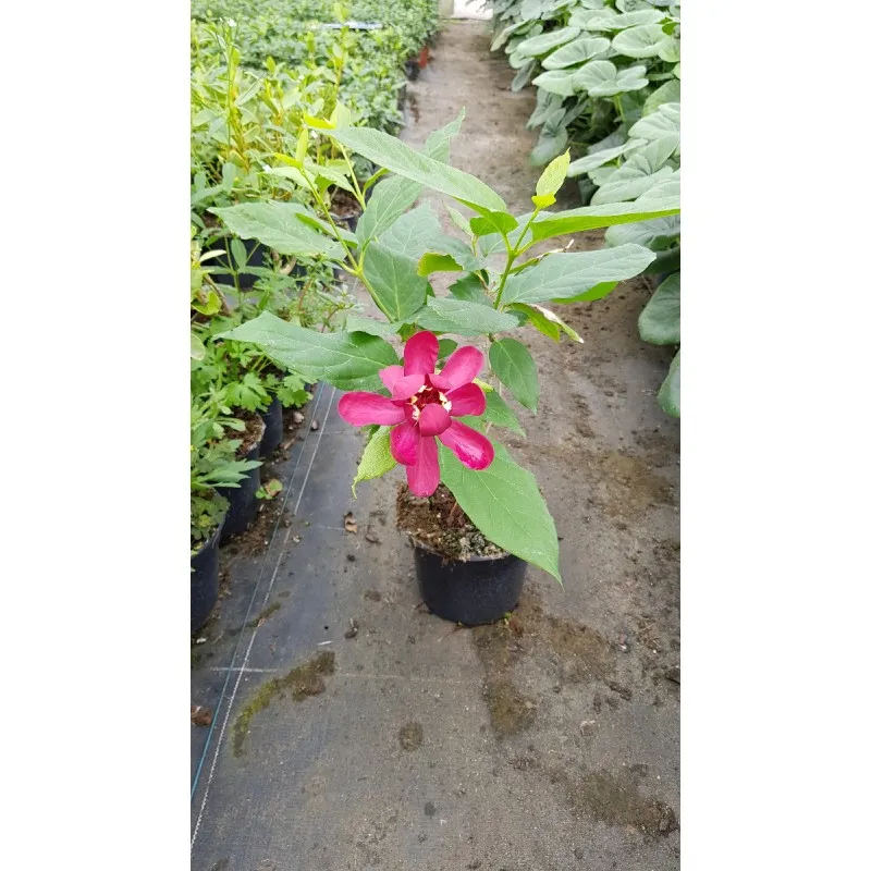 Sinocalycanthus x raulstonii 'Hartlage wine' / Arbre aux anémones rouge / Conteneur de 2 à 2.9 litres