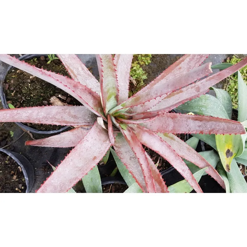 Aloe capitata 'Yellow hoodie' / Aloès arborescente / Conteneur de 2 à 2.9 litres