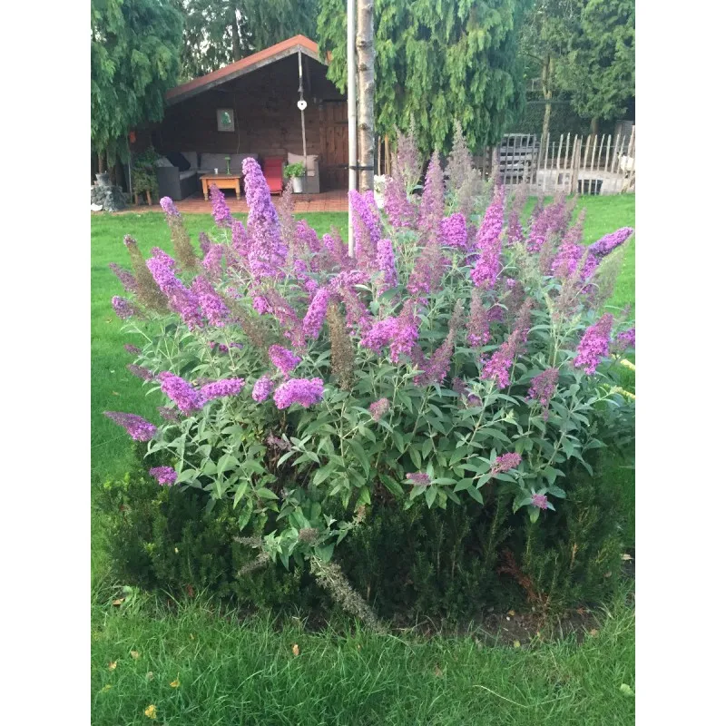 Buddleia davidii FLUTTERBY™ PINK 'Podaras9' / Arbre aux papillons rose / Godet