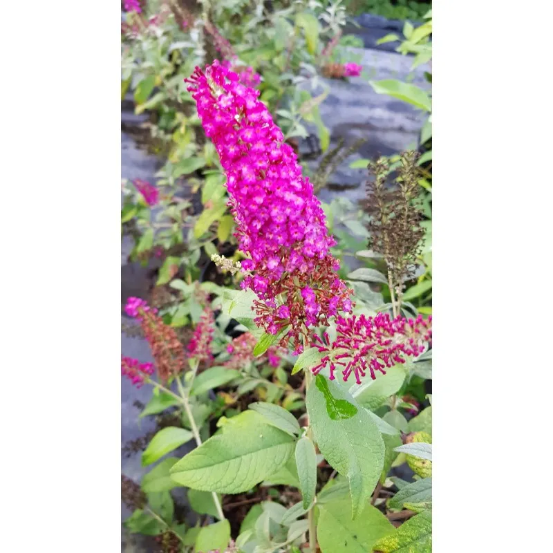 Buddleia davidii BUTTERFLY™RED / Arbre aux papillons rouge / Godet