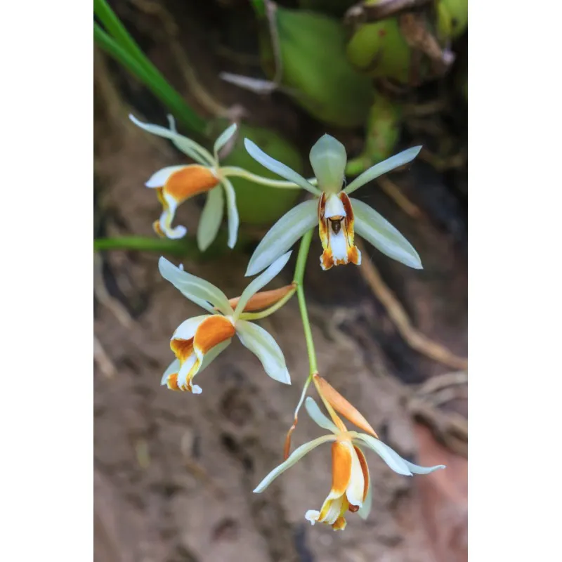 Coelogyne trinervis / Conteneur de 1 à 1.9 litres / Orchidée
