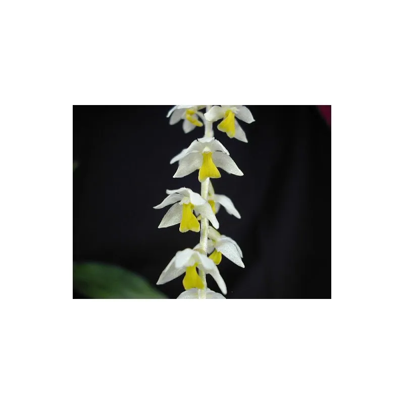 Dendrochilum cobbianum / Conteneur de 1 à 1.9 litres / Orchidée