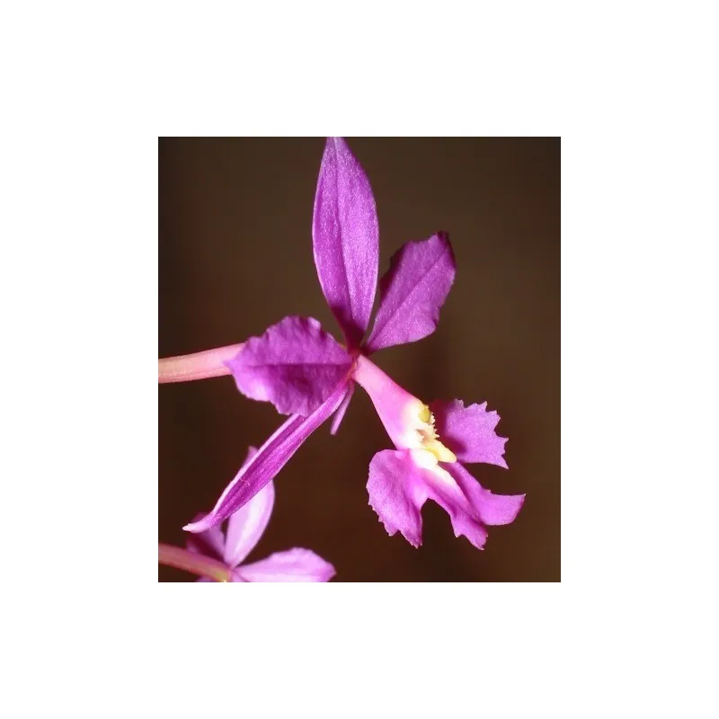 Epidendrum purple / Conteneur de 1 à 1.9 litres / Orchidée