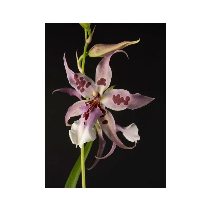 Beallara Peggy Ruth carpenter Jem / Conteneur de 1 à 1.9 litres / Orchidée