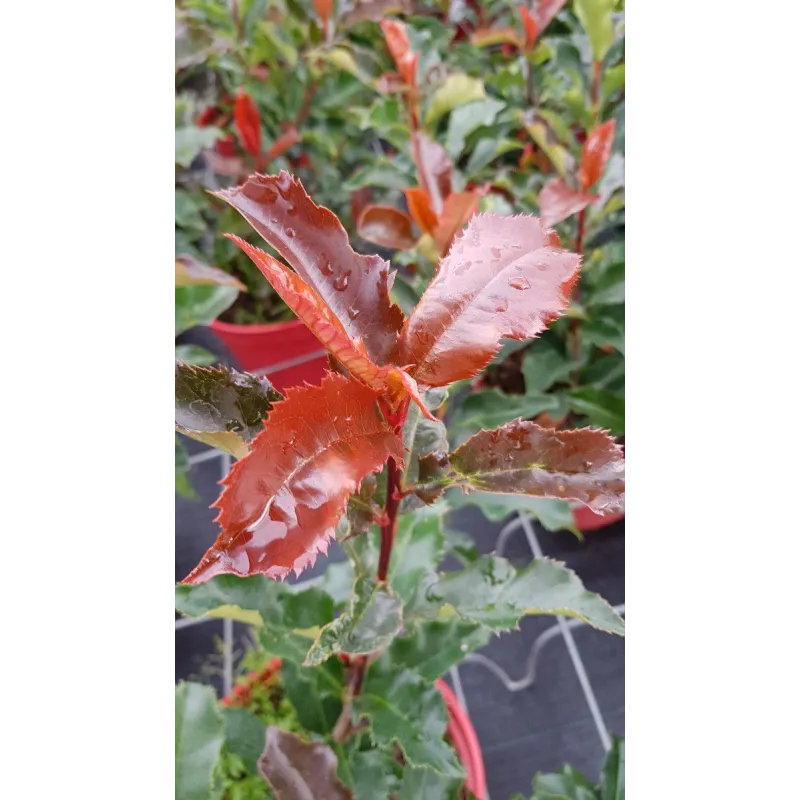Photinia Magical Volcano® 'Kolmavoca' / Godet