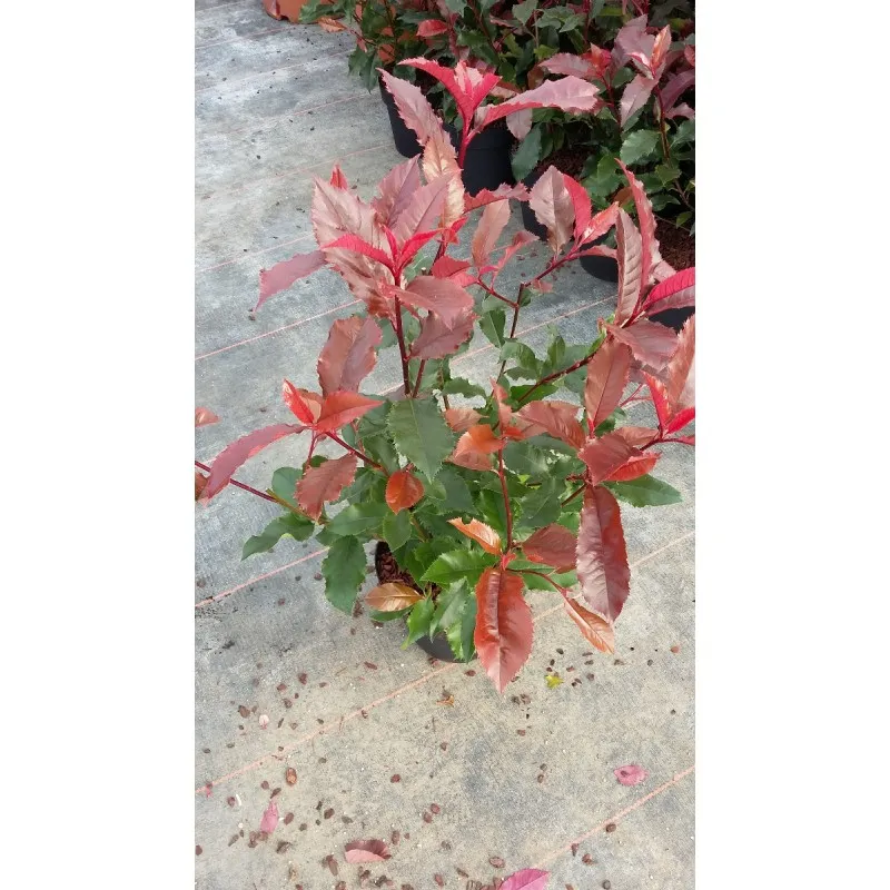 Photinia Magical Volcano® 'Kolmavoca' / Conteneur de 3 à 4 litres