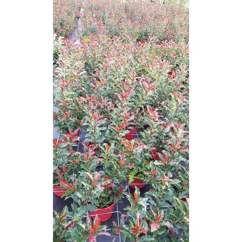 Photinia Magical Volcano® 'Kolmavoca'/ Conteneur de 5 à 6 litres