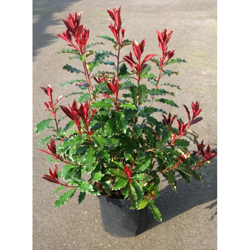 Photinia Magical Volcano® 'Kolmavoca' / Conteneur de 7 à 10 litres