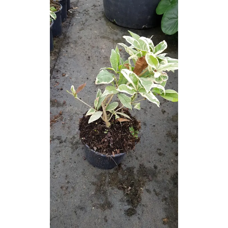 Osmanthus fragrans 'Variegata' / Osmanthe parfumée panachée / Conteneur de 2 à 2.9 litres