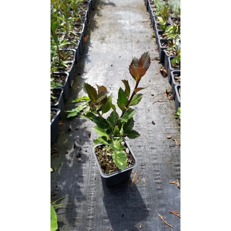 Ilex x meserveae Heckenblau (pbr) ‘Hach1’ / Houx arbustif / Godet
