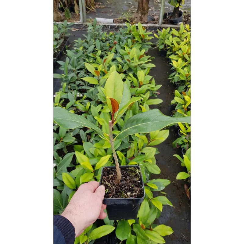 Magnolia grandiflora 'Galissoniensis' / Magnolia d'été Galissonnière / Conteneur de 1 à 1.9 litres