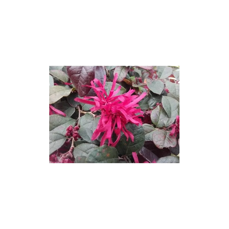 Loropetalum chinensis ROUGE DE LA MAJORIE® 'Chap 1' / Godet